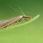 Travařík pastvinný (Agriphila straminella), CHKO Blanský les, PP Provázková louka