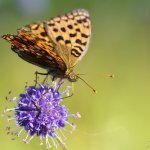 Perleťovec prostřední - samice (Argynnis adippe adippe - female), přírodní park Sedmihoří, PP Racovské rybníčky