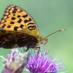 Perleťovec prostřední, samice / Argynnis adippe adippe, female / High Brown Fritillary, přírodní park Sedmihoří, PP Racovské rybníčky