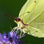 Žluťásek řešetlákový / Gonepteryx rhamni rhamni / Brimstone, přírodní park Sedmihoří, PP Racovské rybníčky