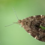 Molovenka kopřivová (Anthophila fabriciana), Chlumská hora