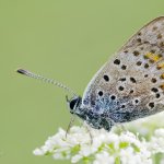 Ohniváček černoskvrnný, samec / Lycaena tityrus, male / Sooty Copper, Chlumská hora