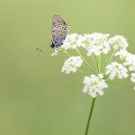 Ohniváček černoskvrnný - samec (Lycaena tityrus - male), Chlumská hora