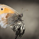 Okáč poháňkový / Coenonympha pamphilus / Small Heath, PřP Česká Kanada