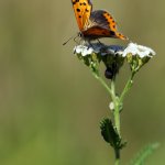 Ohniváček černokřídlý - samice (Lycaena phlaeas - female), Hradišťany