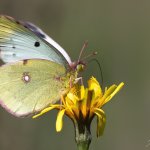 Žluťásek čičorečkový - samice (Colias hyale hyale - female), Hradišťany