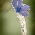 Modrásek jehlicový, samec / Polyommatus icarus, male / Common Blue, Hradišťany