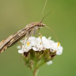 Zavíječ stěhovavý (Nomophila noctuella), Hradišťany