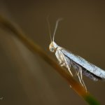 Molovka hlohová / Argyresthia bonnetella, Chlumská hora