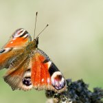 Babočka paví oko / Inachis io / Peacock Butterfly, Plzeň - Radčice