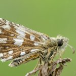 Soumračník jahodníkový / Pyrgus malvae / Grizzled Skipper, PP Fládnitzské vřesoviště