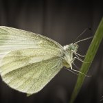 Bělásek hrachorový, samec / Leptidea sinapis, male / Wood White, PP Fládnitzské vřesoviště