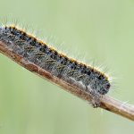 Bourovec jetelový, housenka / Lasiocampa trifolii, caterpillar / Grass Eggar, PP Fládnitzské vřesoviště
