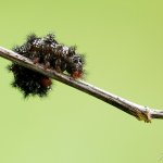 Hnědásek kostkovaný - housenka / Melitaea cinxia - caterpillar / Glanville Fritillary, Národní park Podyjí