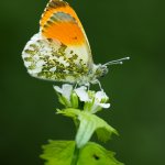 Bělásek řeřichový, samec / Anthocharis cardamines, male / Orange Tip, Národní park Podyjí