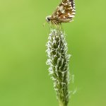 Soumračník jahodníkový / Pyrgus malvae / Grizzled Skipper, Národní park Podyjí