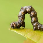 Drsnokřídlec hrušňový - housenka / Phigalia pilosaria - caterpillar / Pale Brindled Beauty, Národní park Podyjí