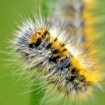 Bourovec jetelový - housenka / Lasiocampa trifolii - caterpillar / Grass Eggar, Národní park Podyjí