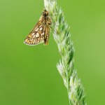 Soumračník jitrocelový, samec / Carterocephalus palaemon, male / Chequered Skipper, Plzeň, Radčický les