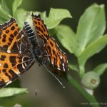 Babočka síťkovaná - jarní forma (Araschnia levana levana f. levana), Hradišťany