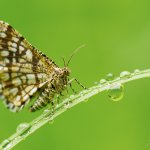 Kropenatec jetelový / Chiasmia clathrata / Latticed Heath, Krušné hory, Přírodní park Bezručovo údolí