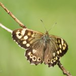 Okáč pýrový, samec / Pararge aegeria tircis, male / Speckled Wood, Krušné hory, Přírodní park Bezručovo údolí