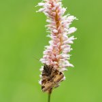 Jetelovka hnědá / Euclidia glyphica / Burnet Companion, Krušné hory, Přírodní park Bezručovo údolí