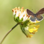 Modrásek nejmenší, samice / Cupido minimus, female / Little Blue, CHKO Blanský les, NPR Vyšenské kopce