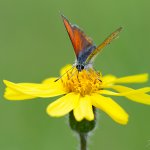 Ohniváček modrolemý, samec / Lycaena hippothoe, male / Purple-edged Copper, CHKO Blanský les, PP Provázková louka