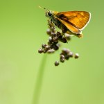 Soumračník rezavý, samec / Ochlodes sylvanus, male / Large Skipper, CHKO Blanský les