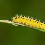Vřetenuška obecná, housenka / Zygaena filipendulae, caterpillar / Six-spot Blue, CHKO Blanský les