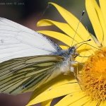 Bělásek řepkový - samec (Pieris napi - male), Hradišťany