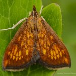 Zavíječ (Ecpyrrhorrhoe rubiginalis), Hradišťany