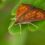 Zavíječ (Ecpyrrhorrhoe rubiginalis), Hradišťany