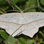 Žlutokřídlec šťovíkový - samec (Timandra comae - male), Hradišťany