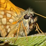 Soumračník jitrocelový (Carterocephalus palaemon), Hradišťany