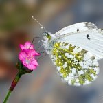 Bělásek řeřichový - samice (Anthocharis cardamines - female), Hradišťany