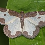 Skvrnopásník lískový (Lomaspilis marginata), Hradišťany