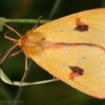 Přástevník chrastavcový - samec (Diacrisia sannio sannio - male), Hradišťany