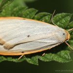 Lišejníkovec bělavý (Cybosia mesomella), Hradišťany