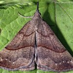 Zobonosec kopřivový (Hypena proboscidalis), Hradišťany