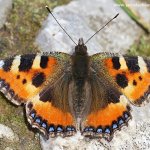 Babočka kopřivová (Aglais urticae urticae), CHKO Moravský kras