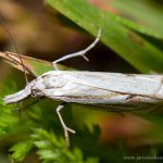 Travařík obecný (Crambus lathoniellus), Letovice