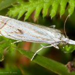 Travařík obecný (Crambus lathoniellus), Letovice