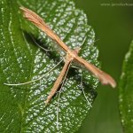 Pernatuška rezekvítková (Stenoptilia pterodactyla), Letovice