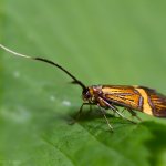 Adéla pestrá - samice (Nemophora degeerella - female), Hradišťany