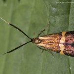 Adéla pestrá - samice (Nemophora degeerella - female), Hradišťany