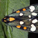 Přástevník hluchavkový (Callimorpha dominula), Hradišťany