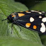 Přástevník hluchavkový (Callimorpha dominula), Hradišťany