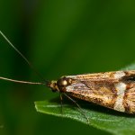 Adéla pestrá - samec (Nemophora degeerella - male), Hradišťany